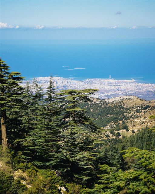 View of Tripoli and it’s nearby islands (Palm island also known as Rabbit... (Horsh Ehden)