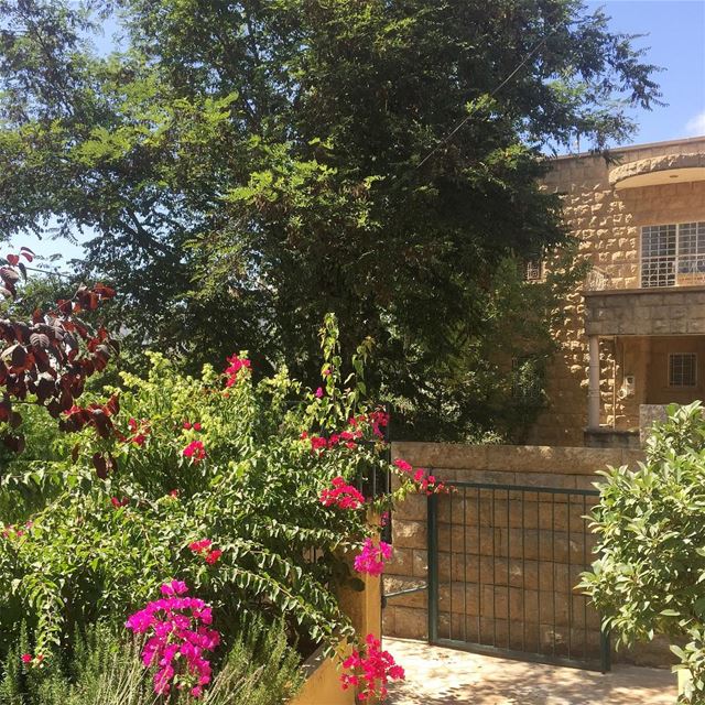  village  summer  blossom  lebanon  colorful  trees  nature  photography ... (Aïn Ksoûr, Mont-Liban, Lebanon)