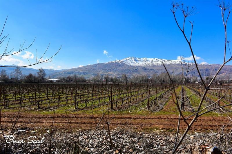  vine  field  beqaavalley  beautifuldestinations  lebanontimes  snow ...