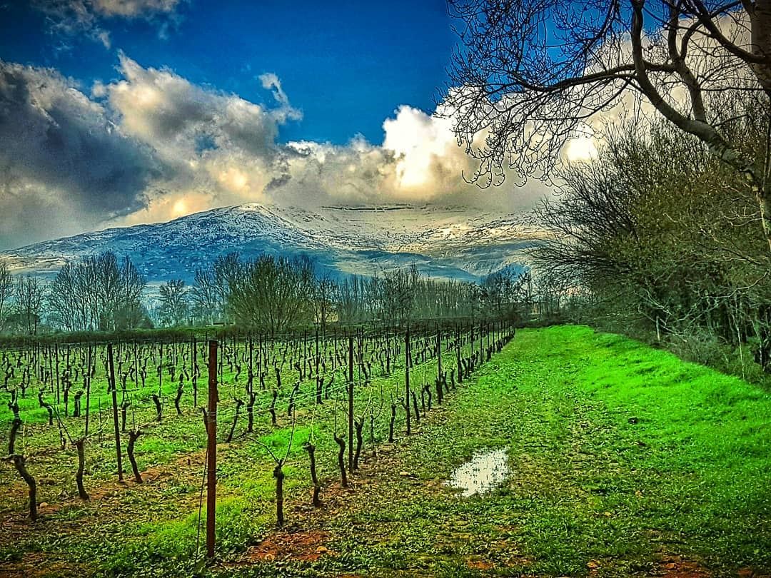 Vineyards and the mountains  bekaa  valley  livelovebekaa  mountain ... (Bekaa Valley)