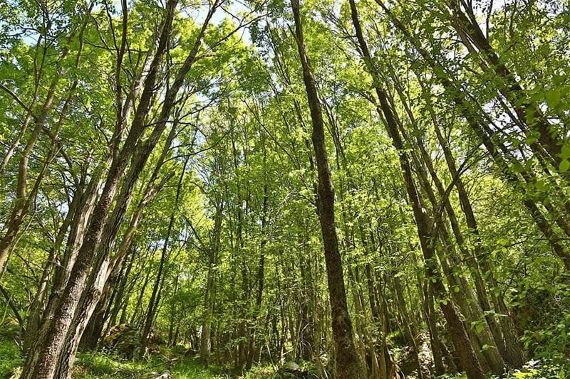 Visit  JabalMoussa all week long while avoiding Chouwan trails on Sunday... (Jabal Moussa Biosphere Reserve)