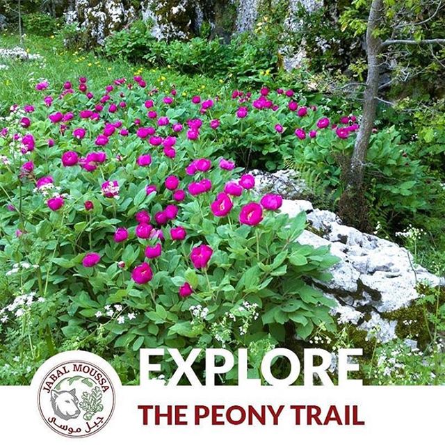 Visit  JabalMoussa and discover the new "Peony trail". Walk through ... (Jabal Moussa)