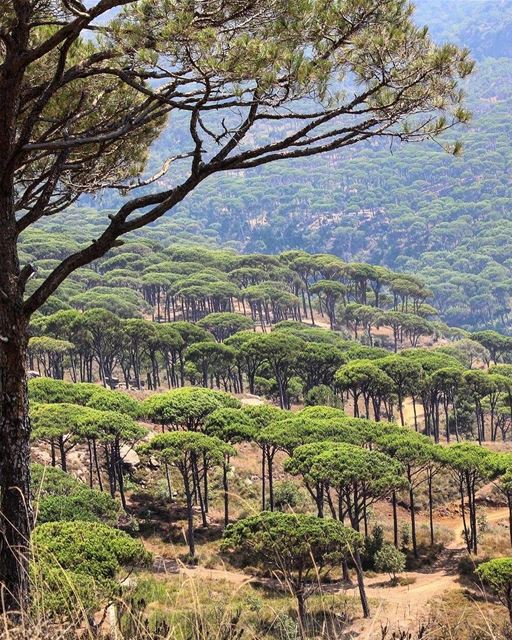 Você sabia que o snoubar é um tipo de pinhão de uma árvore nativa da região (Bkâssîne, Al Janub, Lebanon)