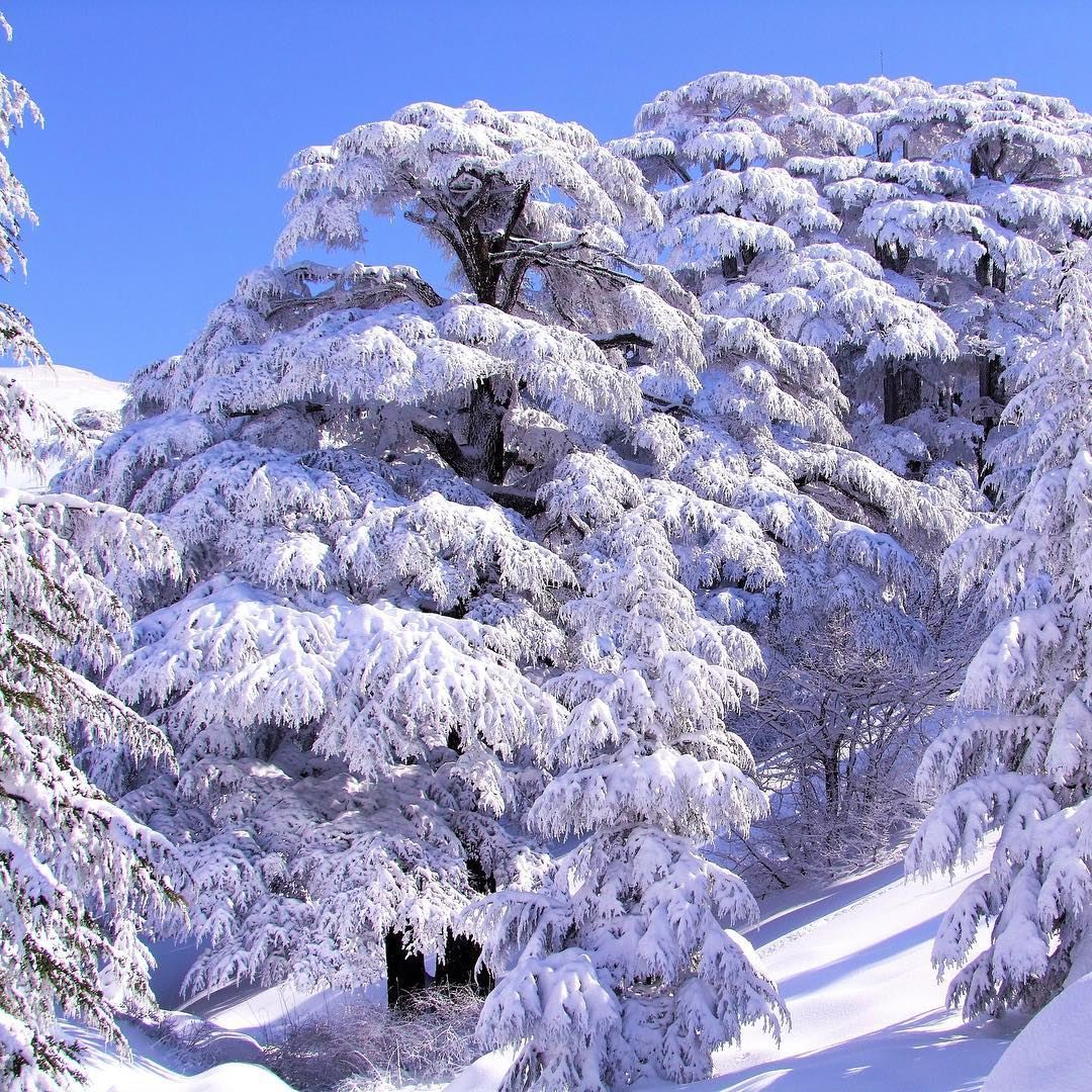 Você sabia que os cedros do Líbano são citados 75 vezes na Bíblia? A árvore (Cedars of God)