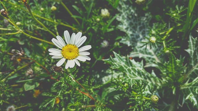 Waiting for Eftar ... 🕗😢 flower flowerybracelet flowers flower_lover...