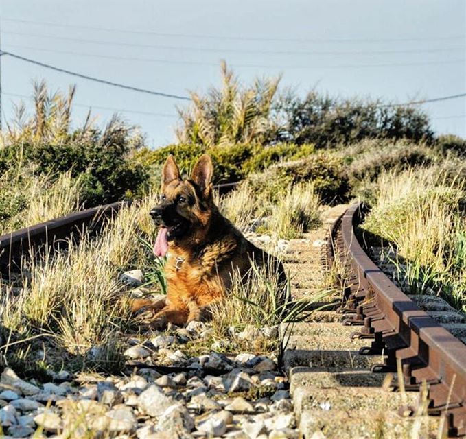 Waiting for the train that was never coming back  petsoflebanon  lebanon ...