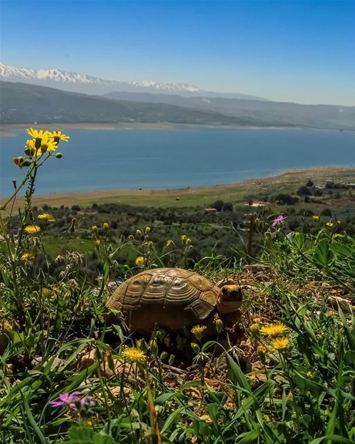 Waiting in a queue, stuck in traffic ... is wasted money and time... (Lake Qaraoun)