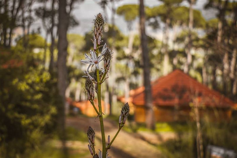 Wake up to a warm and gentle breeze at  LaMaisonDeLaForet 🏡🌼, amid...