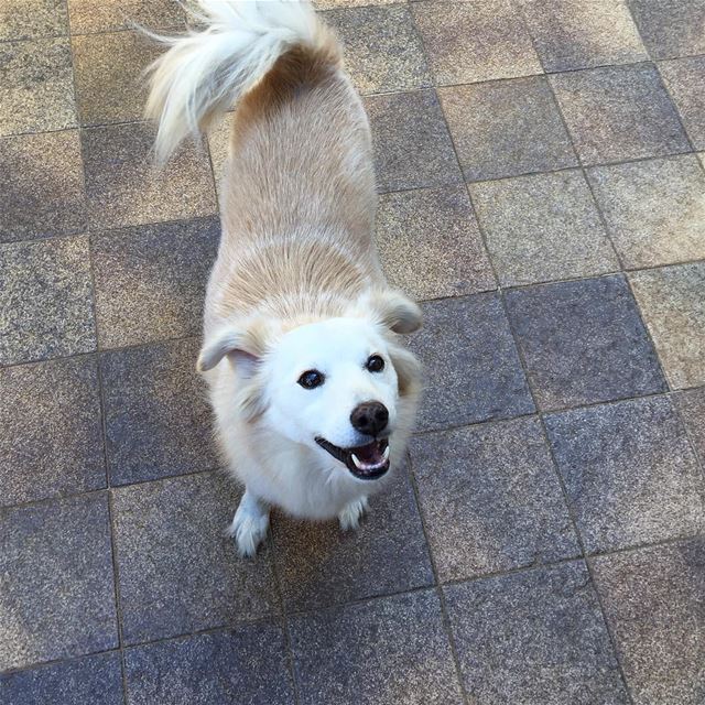 Wake up with a smile it's Fridayyyyy 😃🐶-- fall beirut lebanon october... (Beirut, Lebanon)