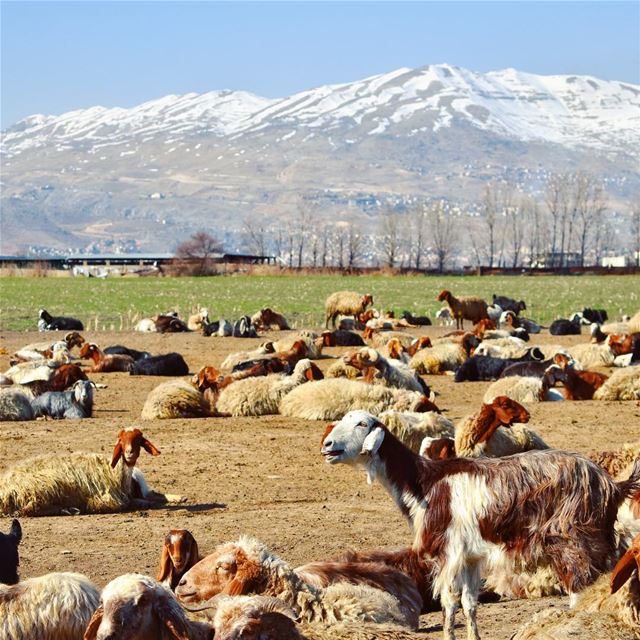 Wake up you sleepy heads 🐑 (West Bekaa)