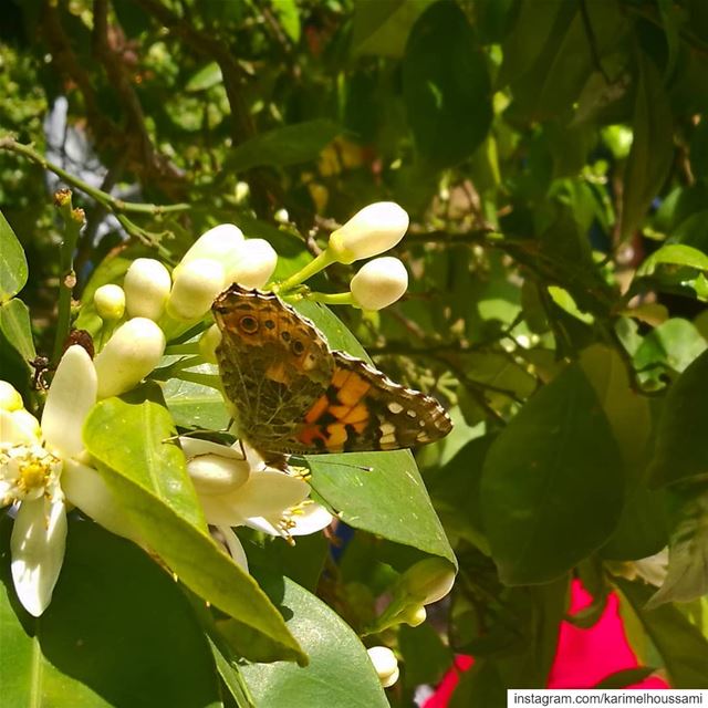  WalkIn  OrangeBlossom  Harvest  Season  Maghdouche  Lebanon ...