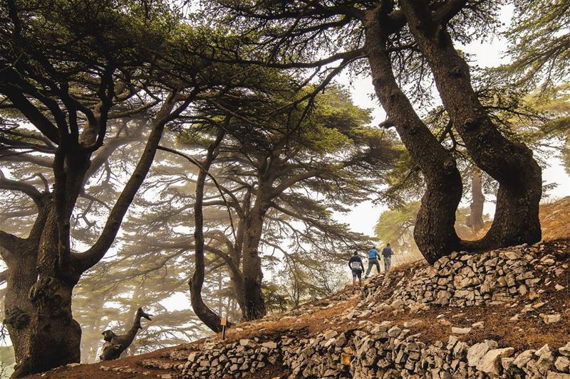 Walking amongst giants🌲🌲📸@elianehajj ..... walking walk giants... (Arz el Maasser)