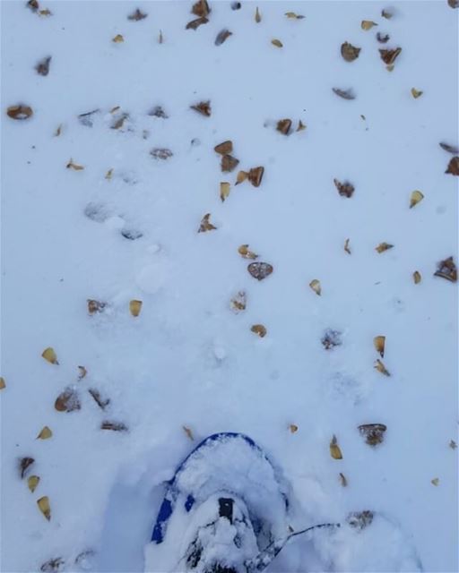 Walking in style snowshoeing  snow  mountains  lebanon_hdr  ptk_lebanon ...