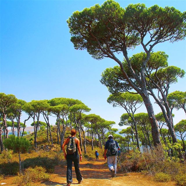 Walking might be your best CTRL + ALT + DEL...☀️🌲:::::::::::::::::::::::: (Jezzîne, Al Janub, Lebanon)