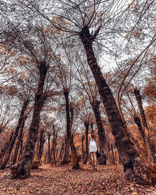 ° Wandering °♡📸: @mikhaelbitar  photoshoot  bekaa  autumn  spirit  ... (Deïr Taanâyel, Béqaa, Lebanon)