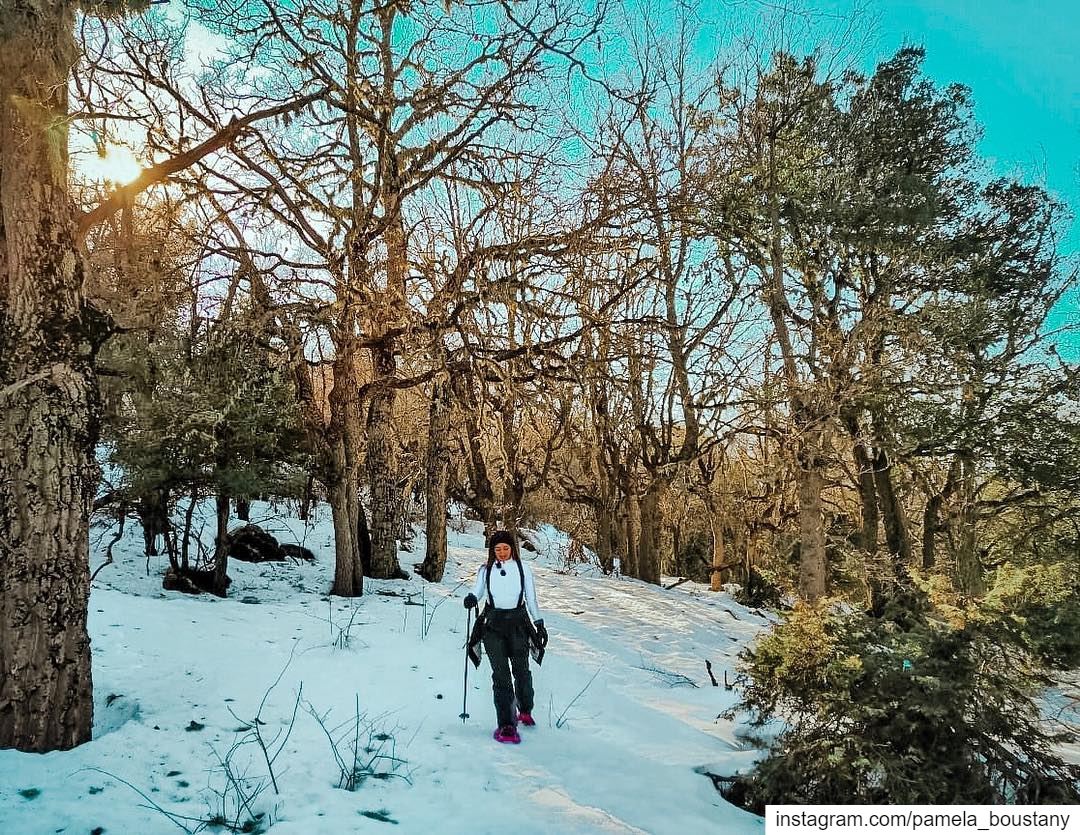 Wandering off trail yesterday was the best part of the whole experience! ❄️ (Horsh Ehden Nature Reserve)