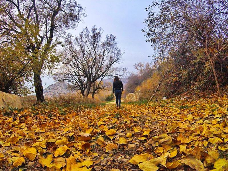 Wanderlust vibes. livelovebeirut  livelovelebanon  woods  autumn ...