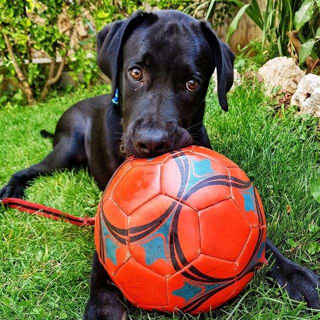 Wanna play? 🐶⚽️❤  EnzoMyBlackLab....... blackLabrador  labrador ...