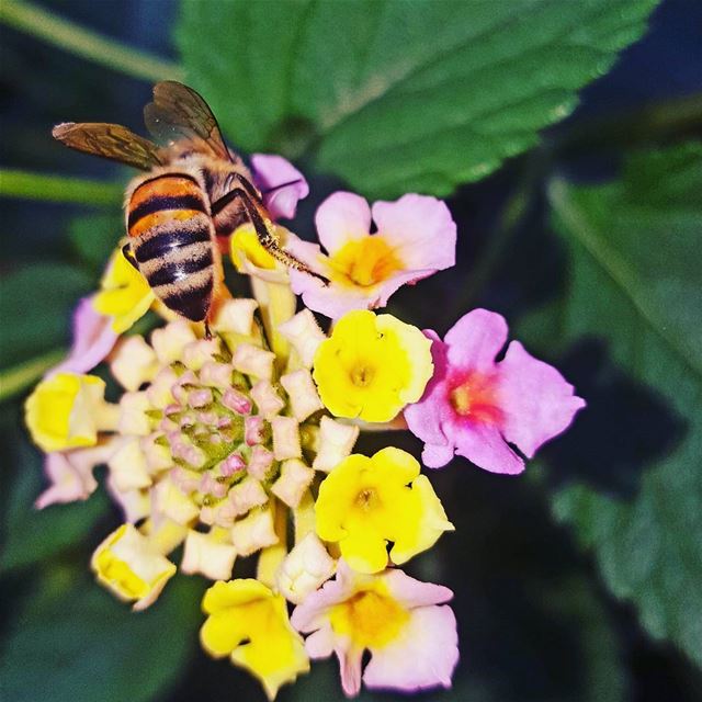 want delicious honey? akoura kingsland civilisationsland liveloveakoura...