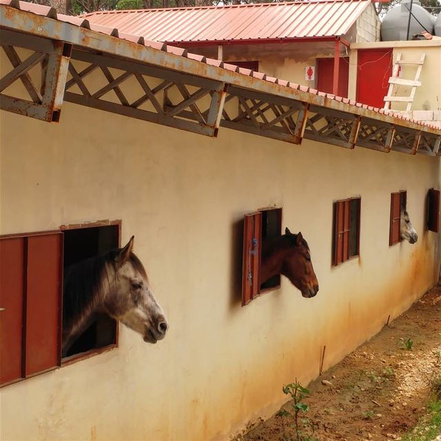 Wanted to check out this riding club adjacent to the pine and cedar... (Aïn Zhalta, Mont-Liban, Lebanon)