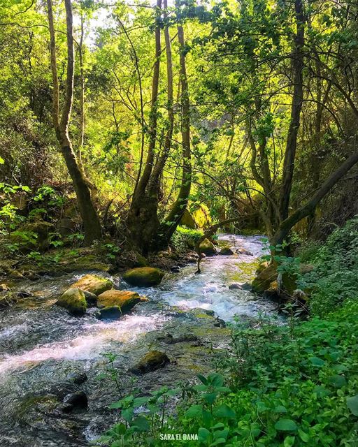 Warning, approaching a stress-free zone! 💚 (Chouf)