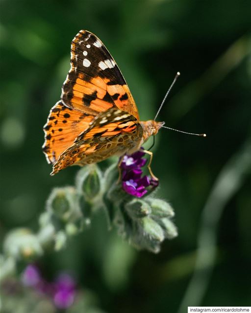 Was surprised by the number of butterflies we observed along our hike. The... (Akkar)