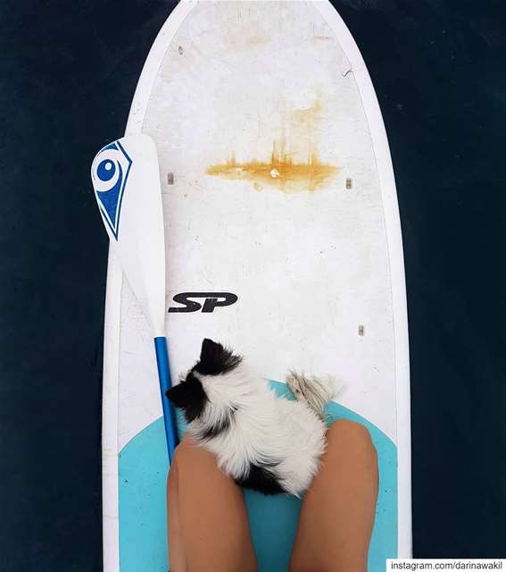 •Wasabi discovering SUP• 🐕..... wasabithedog  sup  colonelreef ...