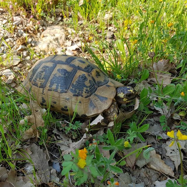 Wassup  turtle  wildturtle  nature  lebanesewildlife ... (Ghbalé, Mont-Liban, Lebanon)