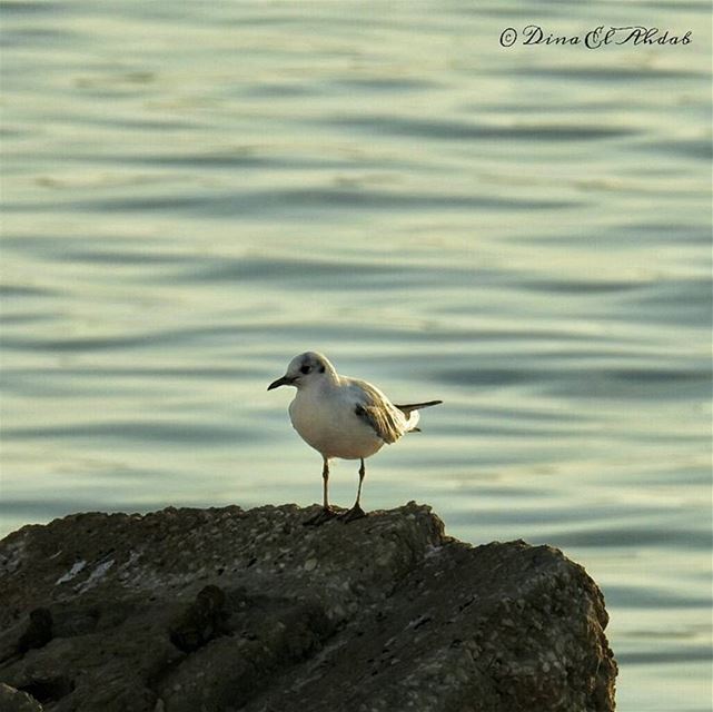 Watch carefully 🕊️ bird  birdsofinstagram  sea  seaview  sealife  waves ...