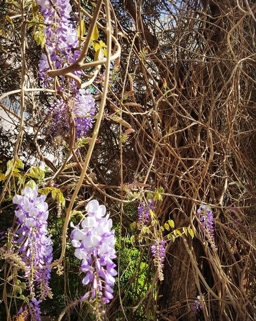 Watch the Beauty if you can't smell it..🍃🏵🍃🏵🍃🏵🍃🏵🍃🏵Today's... (Beirut, Lebanon)