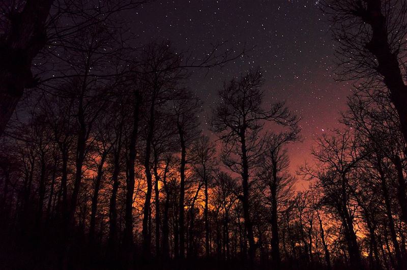 Watch the flames burn auburn on the mountain side🔥.... forest... (Fnaydek)