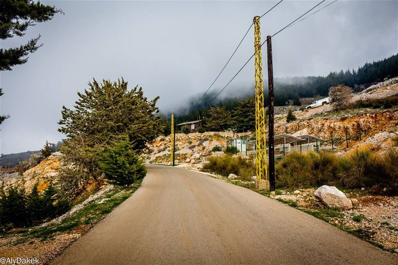 Watching the clouds pass by 🙄 Lebanon  livelovelebanon  photography ... (Al Shouf Cedar Nature Reserve)