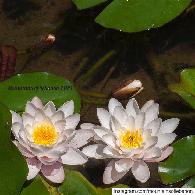 Water lilies in a pond. Did you know that these flowers close for the...