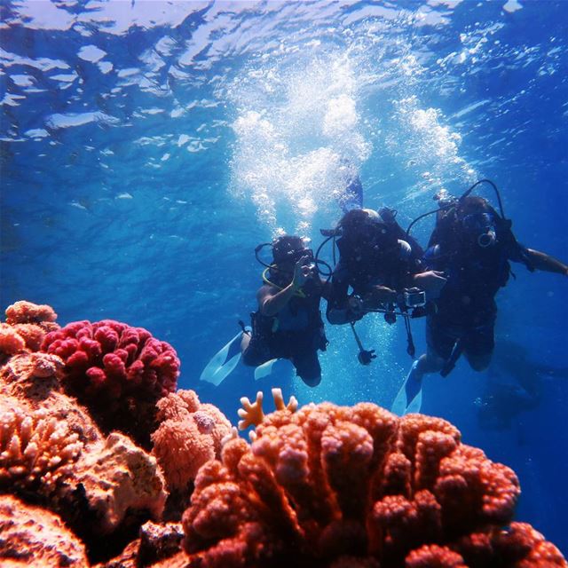  watercolor  water  underwater  livelovelebanon  live  ocean  bleu diving ...