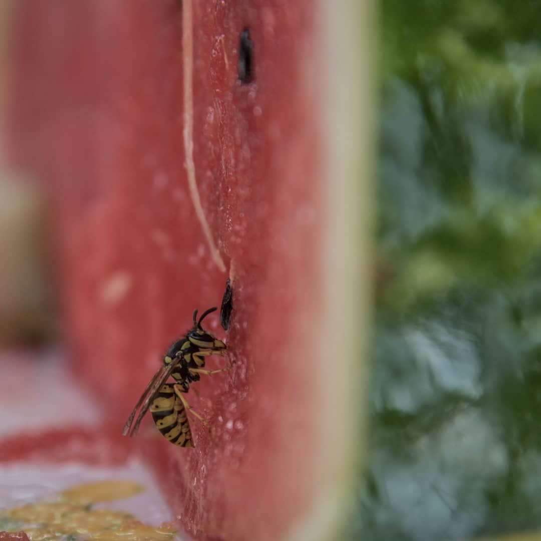  watermelon &  bees always side by side🐝🍉... lebanon ...
