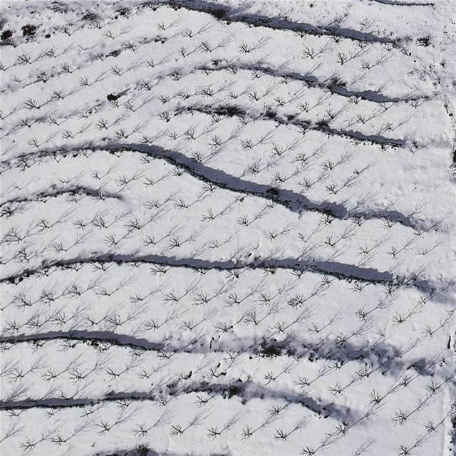 Waves of apple trees snow  apple  viewfromabove  nature  instadaily ... (Arz Nîha)