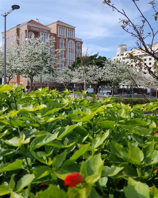 We All need a break.. Let's go Out..And breathe the Beauty of Spring..🌸☘ (Beirut, Lebanon)