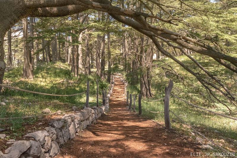 We all take diffrent paths in life but no matter where we go , we take a... (El Arz, Liban-Nord, Lebanon)