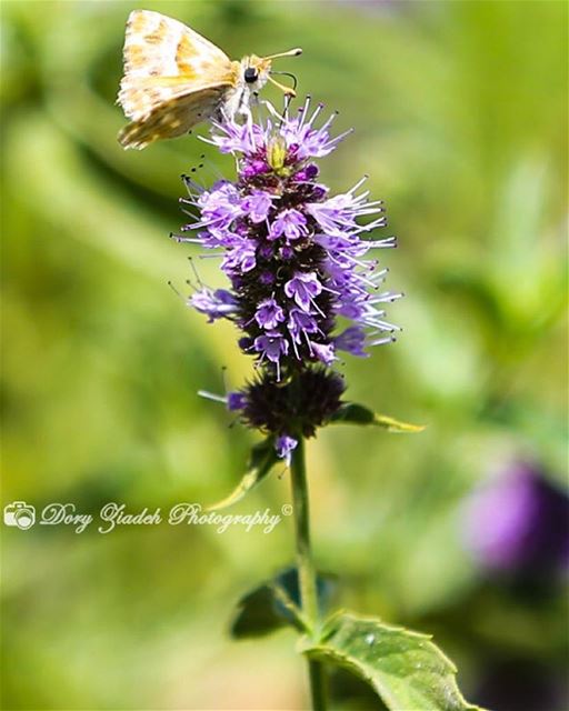 We are like butterflies who flutter for a day and think it is forever....