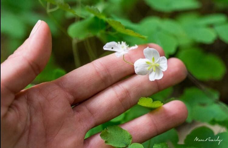 We believe in  JabalMoussa bringing good luck!  unesco  biospherereserve ...