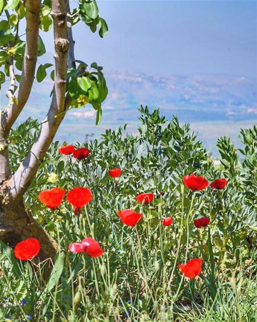 We cherish too, the Poppy redThat grows on fields where valor led,It... (El Qlaïaâ, Al Janub, Lebanon)