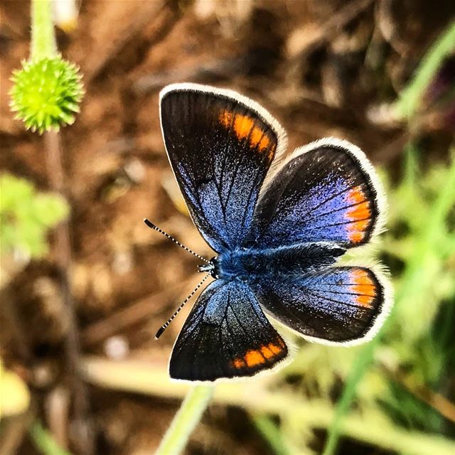 We delight in the beauty of the butterfly but rarely admit the changes it... (Jaj, Mont-Liban, Lebanon)