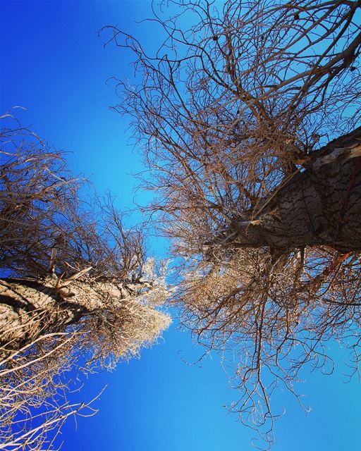 "We found that the biggest oldest trees had more connections to other... (Laklouk - Lebanon)