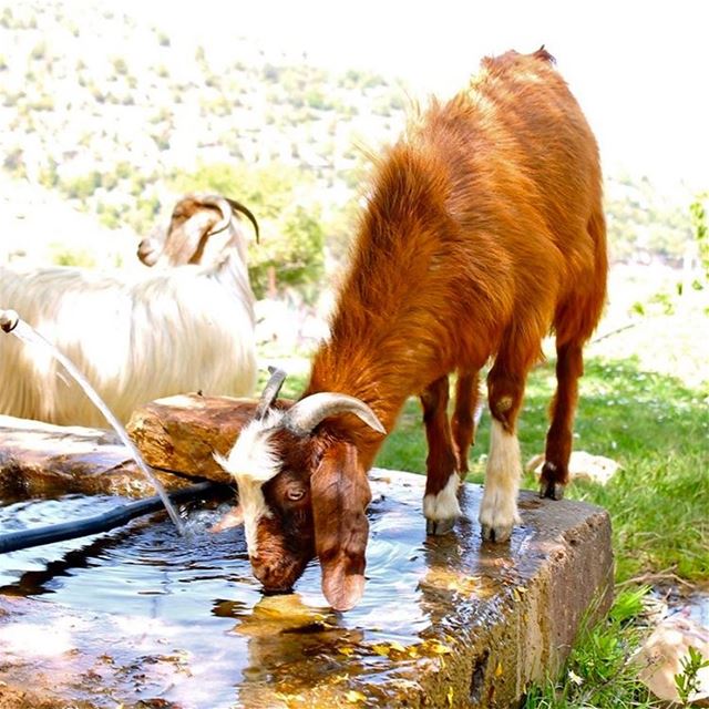 "We never know the worth of water till the well is dry". lebanon ...