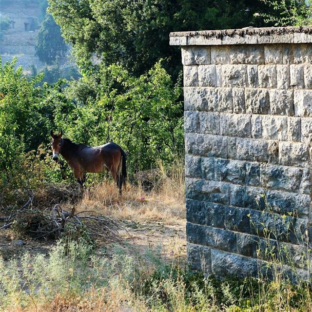We promiss a very  rural trip to  MaaserElChouf Sunday Aug 20For...
