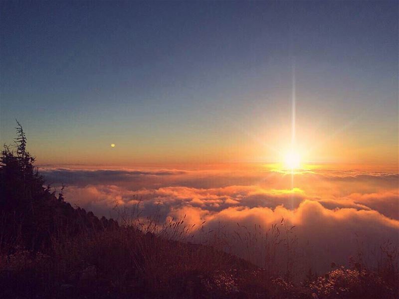 We're never coming back down, we're looking down on the clouds☁️ ... (Maaser El Shouf Cedar Reserve محمية ارز معاصر الشوف)