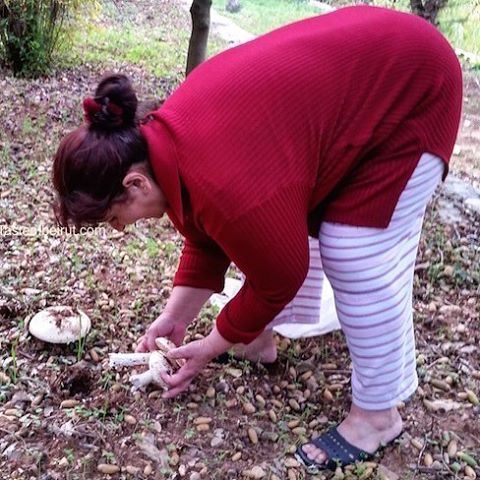 We saw protrusions in the dirt and went digging for mushrooms😃 mushrooms ... (Deïr El Qamar, Mont-Liban, Lebanon)
