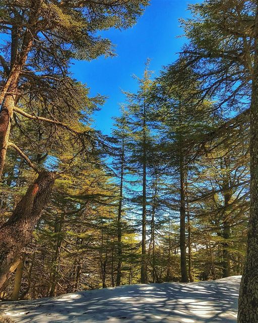 We should grow strong like the cedars of  lebanon .... insta_lebanon ... (Al Shouf Cedar Nature Reserve)