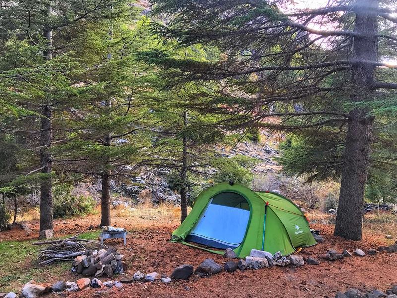 We’ve got the Cedars to protect us from the rain! 🌲💦 (Ehmej, Mont-Liban, Lebanon)