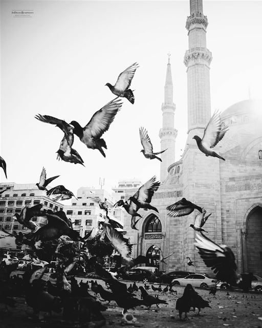 We were crossing the road in Beirut, as I stambled upon this scenery. The... (Beirut, Lebanon)